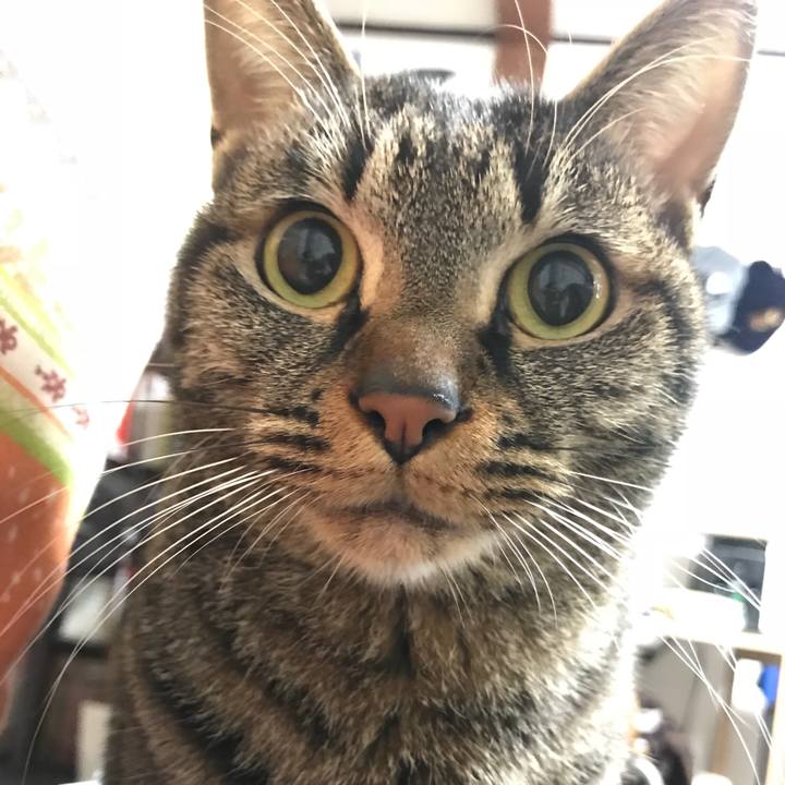 5afe2536 a0c0 4611 88f7 22d711fc092e 1514078761261