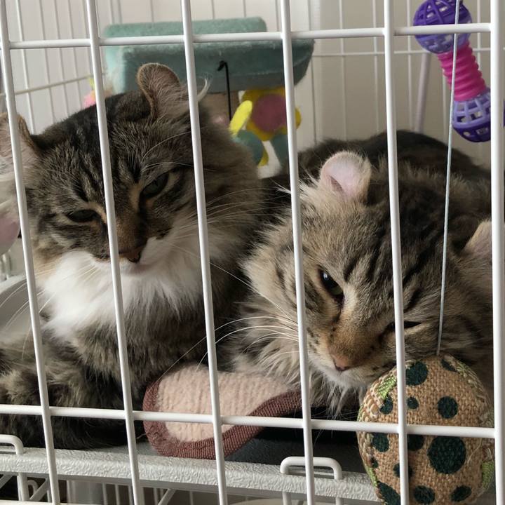 5afef8b9 8418 4764 b55b b53adbdf3b61 1529389935777