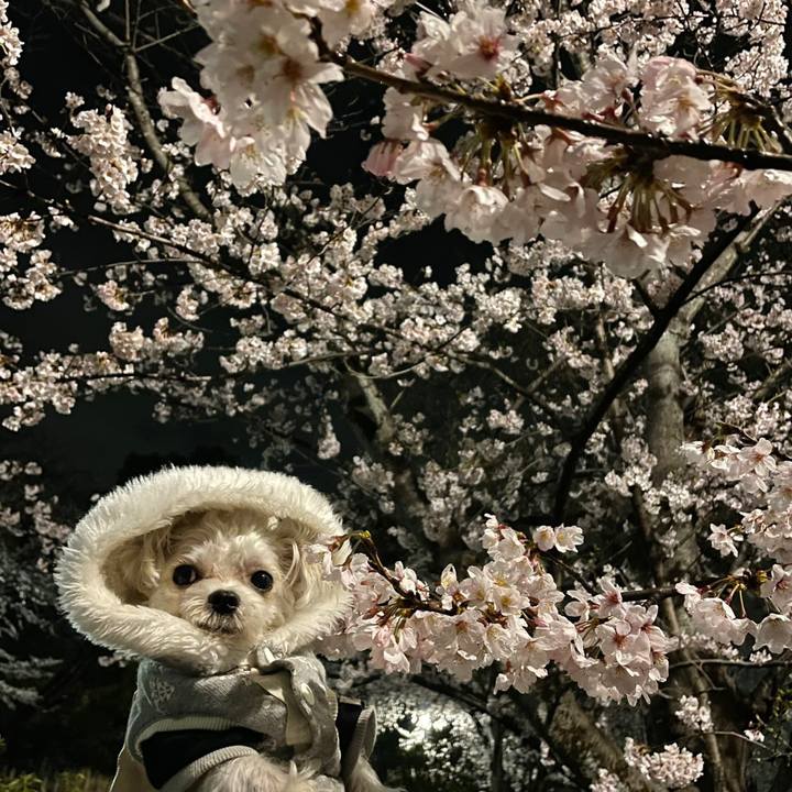 5b0629e8 5735 404a 9bc1 6db9f15626a5 1648625751428