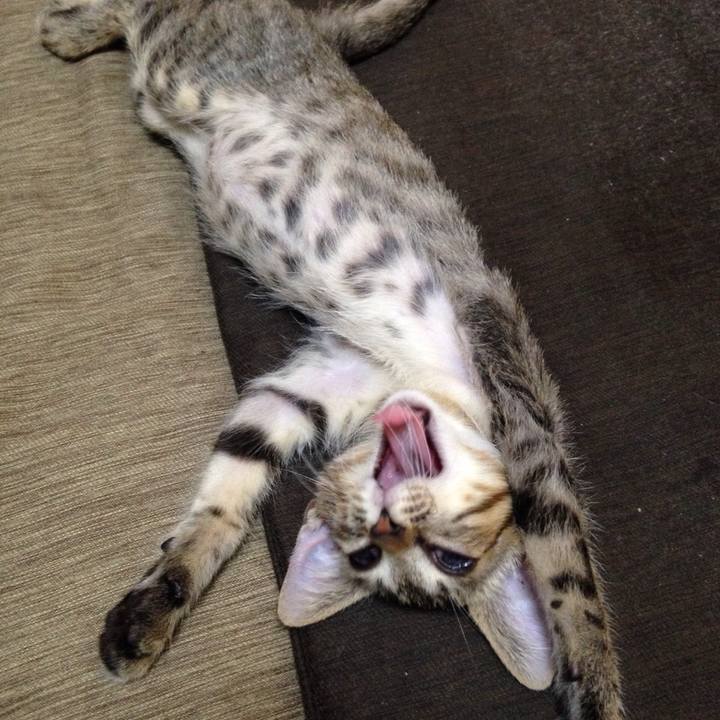 5b080b39 6cf2 461e b477 59354df5a8d6 1514323960205