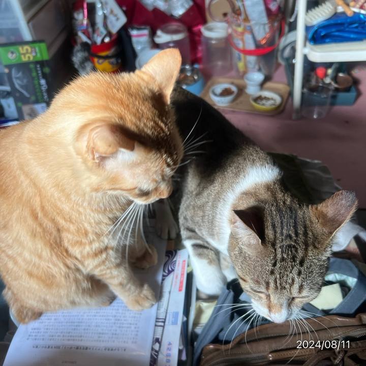 5b08abae ed7c 4e42 a318 05f90578512c 1723334012710