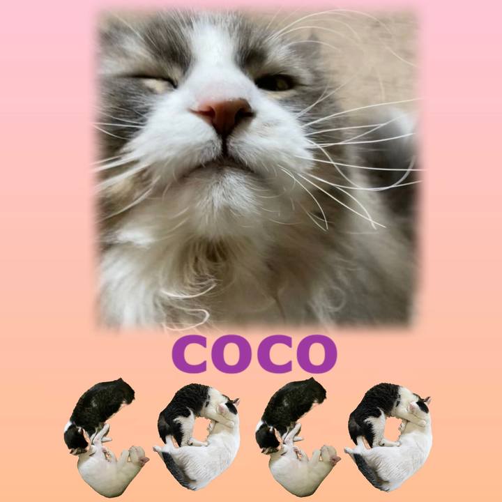 5b09f4c9 d51d 43a9 9b9d e88dbfe2c820 1667823964259