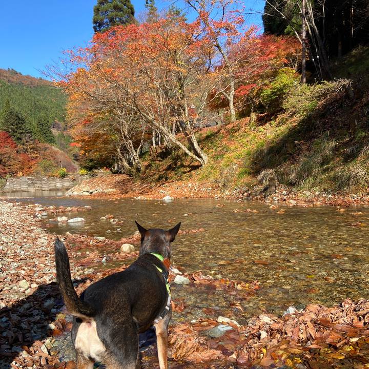 5b0a9ca7 1db3 47a1 a7d7 15a716fe1a62 1605179401097