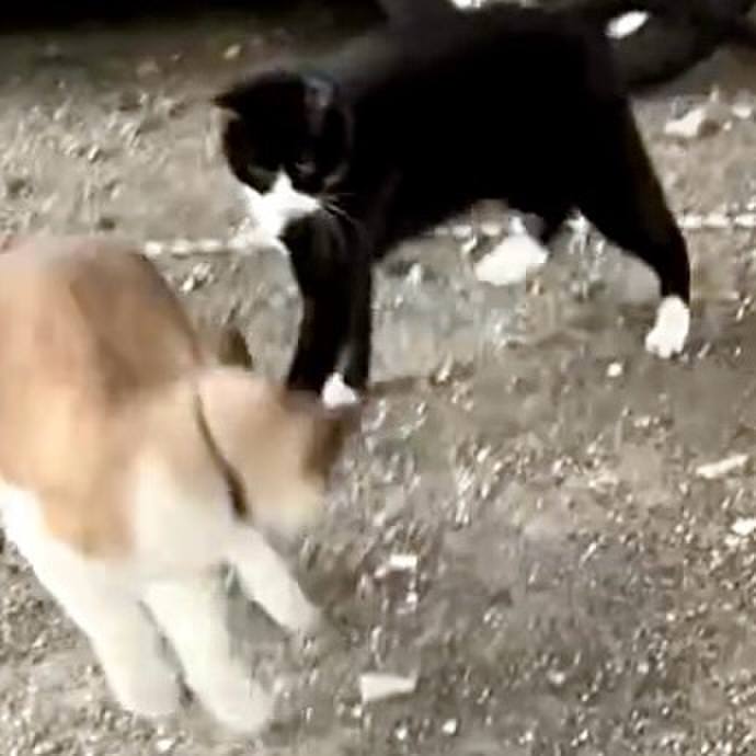 5b0d2b04 9627 4389 93fa 5652c2ec1238 1733038549020