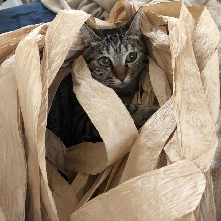 5b0e80e4 a2c1 4330 bba6 afcbc1cc6445 1529162959620