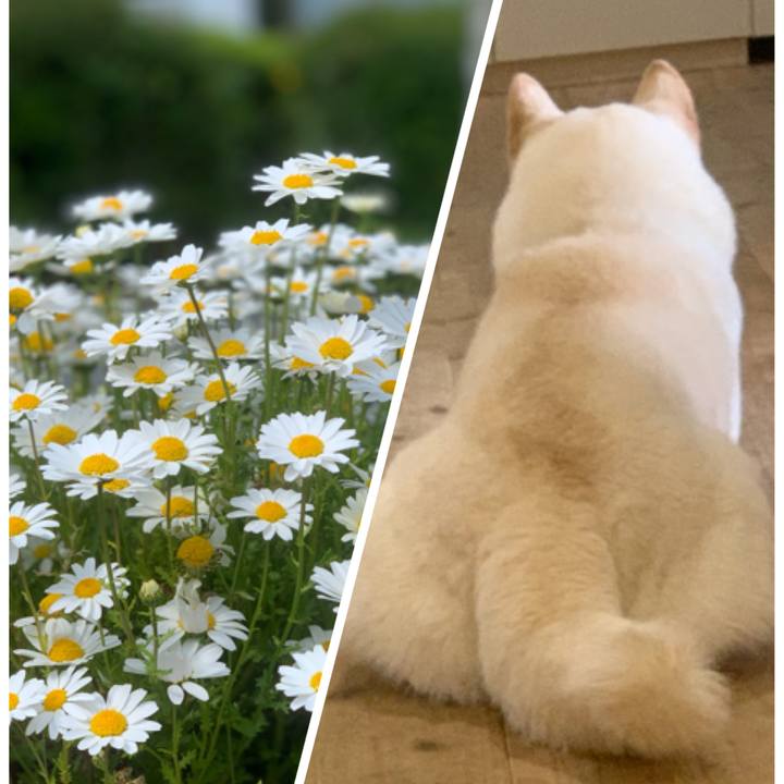 5b109677 26a4 4723 b8f4 8d5b91c7bb02 1588138469573