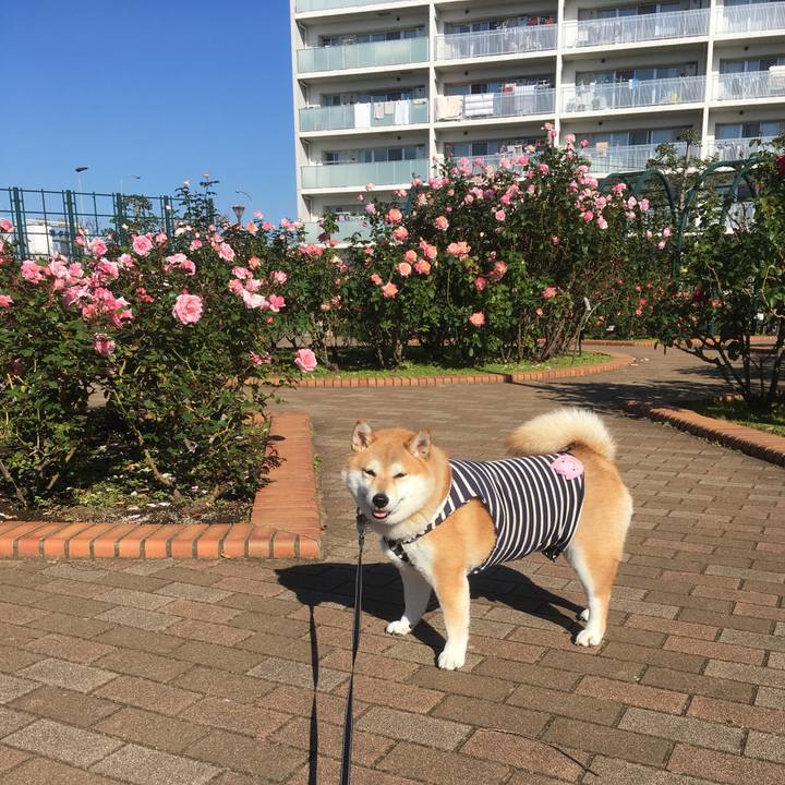 5b10f688 2c84 45bf a7cf ebb887d7b2f0 1543117394170