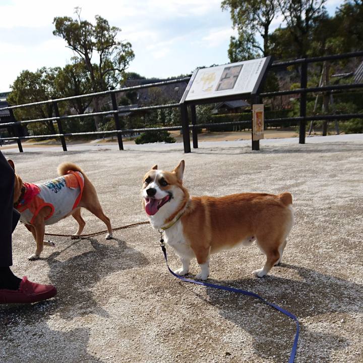 5b112a8a 2c1c 484e a4c3 a90414b85e34 1581938972621