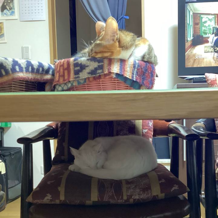 5b1255aa 3a63 48d4 9401 b5c5cfe8aaf3 1678672011487