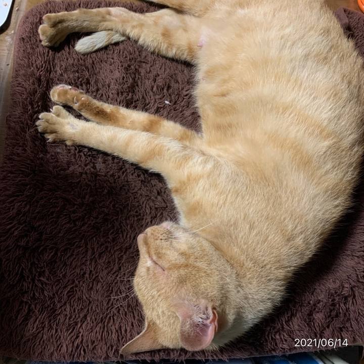 5b12a3f9 06fa 4d50 af14 1e36882756e4 1623629241234