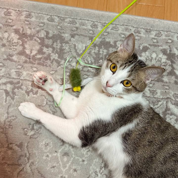 5b12d9b4 2689 45fc a5da 35b5efbd8556 1772708846954