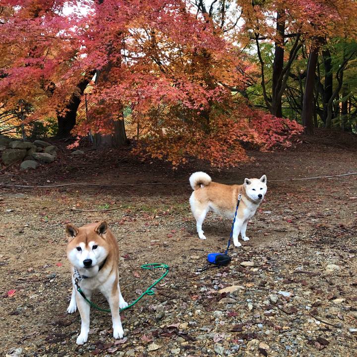 5b13267c b374 4e43 882c a08132751052 1543620015865