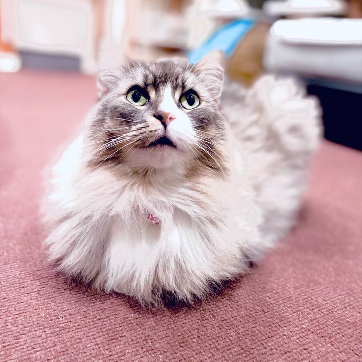 5b155f54 7231 43ad 8ead 97b89a1cbc34 1765821460179