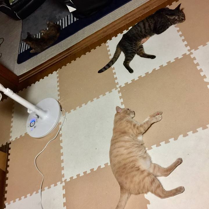 5b17ea3c 3600 4b2d 9ae1 cdf2f8966c3a 1533669431641