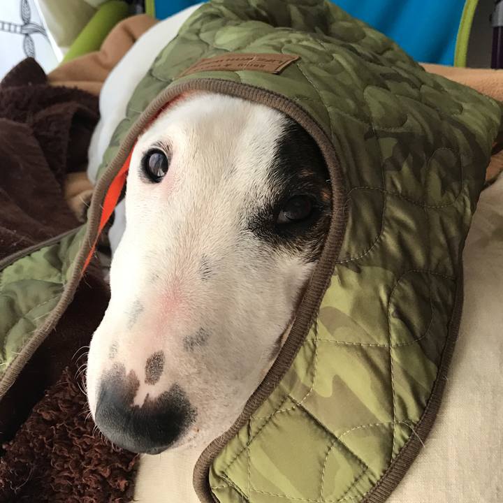 5b1a9f5b 0c44 4a77 9a5f 3dc56e1e69e4 1516008112386