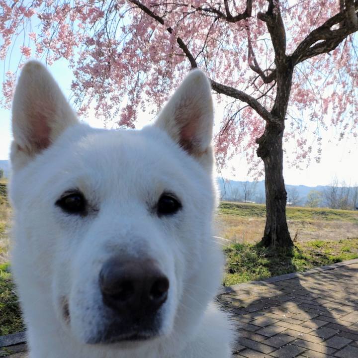 5b1ca4f5 525e 4502 9224 cf006cba70c8 1650154874565