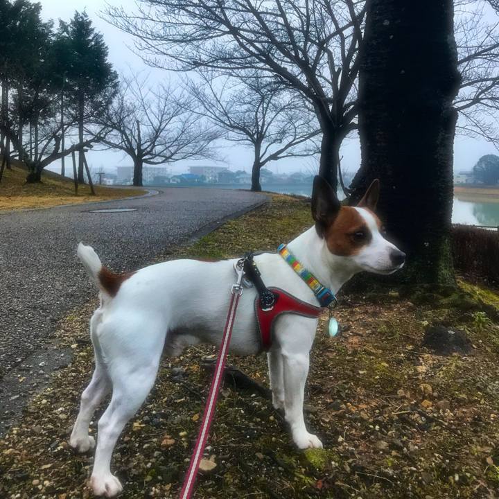 5b25de46 576b 42a3 9d17 a342245702c7 1516201667696