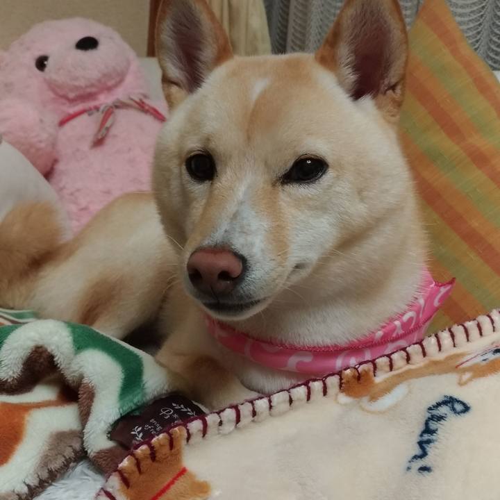 5b283669 fafb 420c a24c 4b2540fbf722 1539602377981