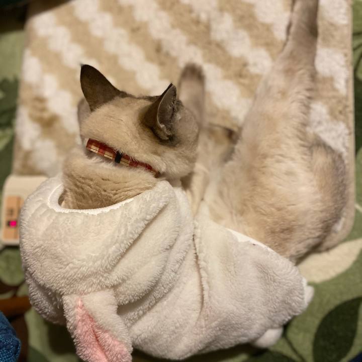 5b28ba39 4737 4138 8771 0bfc451ac78c 1607518959090