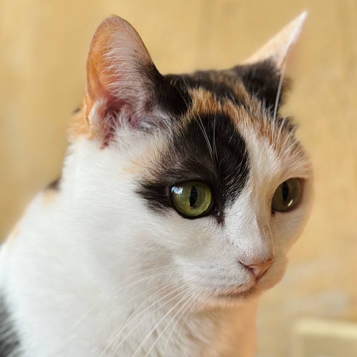 5b2ade16 e668 4de7 a844 fd8fcf715b1d 1709949894435