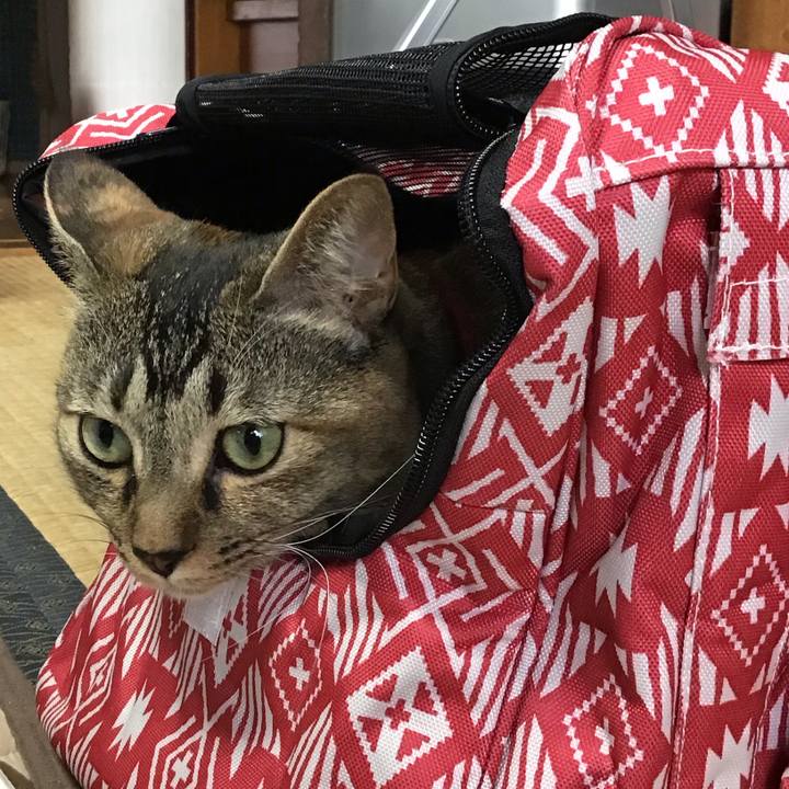 5b2e052c 93a7 4c3a 8e60 8fcd46c45df6 1602376802076