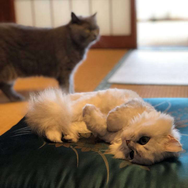 5b303e21 cc68 4443 b680 f8424f9b90cc 1560663001614