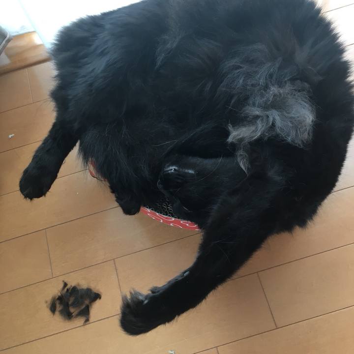 5b3515d6 c6a2 408e 8ec0 1190e3f626c1 1532398273501