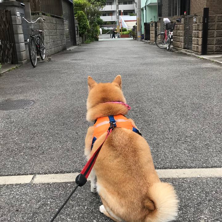 5b37b2bf 2567 4d03 b23e 45b7b5628a51 1527298432945