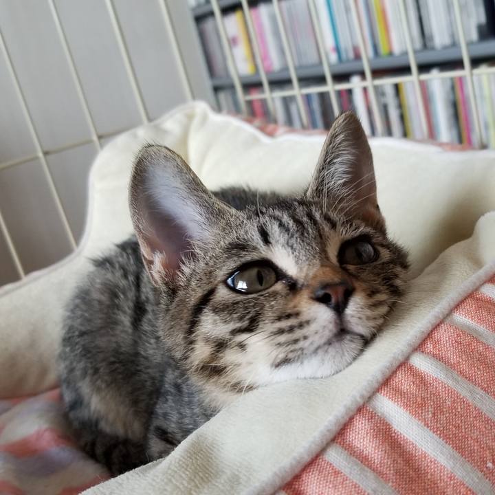 5b3c74e5 af53 4596 8828 7cbdf7df314d 1539327939927