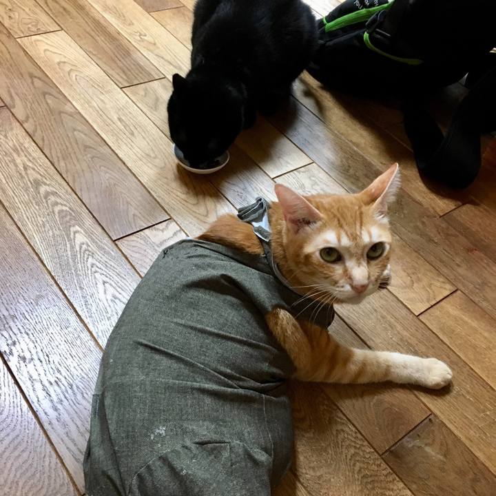 5b3d11c0 67f0 4054 826a 92c77712c21e 1533045685433