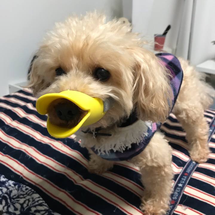 5b3e21fb de0c 495e b2f0 fc9139101184 1544322854541