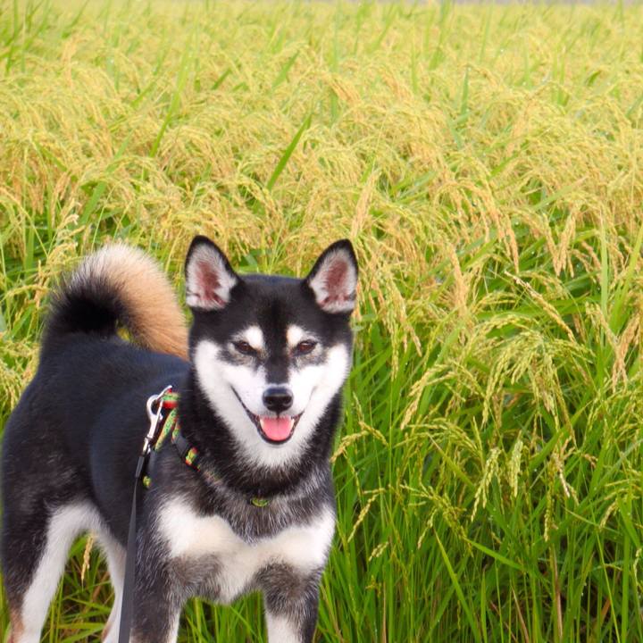 5b3ea379 41d4 40a6 ad55 7176eb236cd8 1566774582383