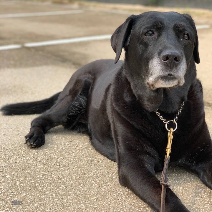 5b43c721 b2e1 4987 a347 67e6622a607b 1553924993924