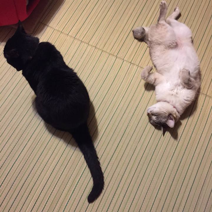 5b4552b2 fefd 44a7 9cf1 e354c1e09fb0 1529668313909