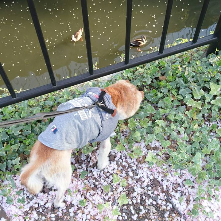 5b483f53 f283 4acf a85c 27fbf54dc684 1522369115796