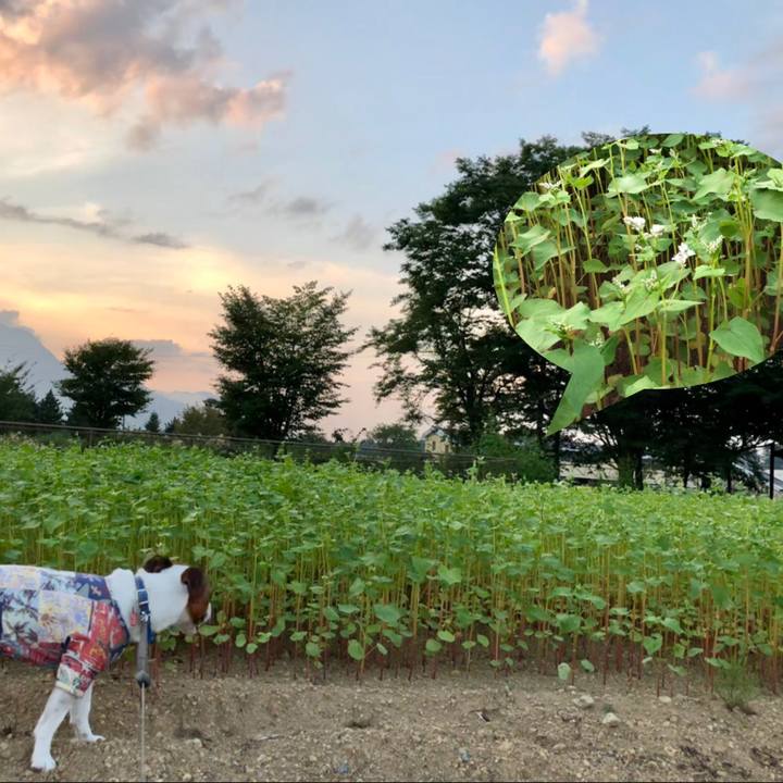 5b4bb3e8 30cc 457e 99d3 df3a1aa4dc77 1598351520706