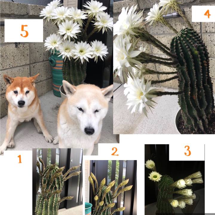 5b4c13e9 c61e 434b b0d2 955d8891d790 1560138734181