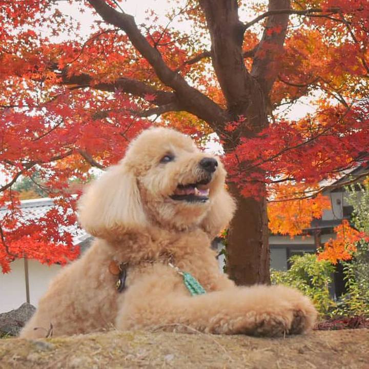 5b4e0196 5bfc 48ef a5f1 21b6c1787144 1543321915024