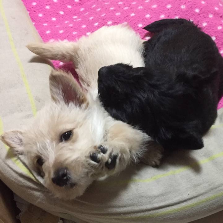 5b52efe9 02d9 43a9 98b8 942e66651970 1544829506434