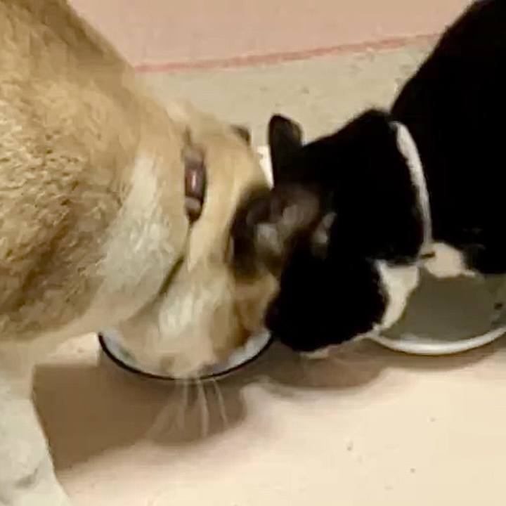 5b57022a 2d05 430f b3ce 55985601602a 1736855283672