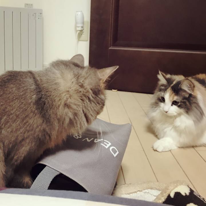 5b5768c2 5a19 4b04 b2d0 8a702e6582e2 1517422741025