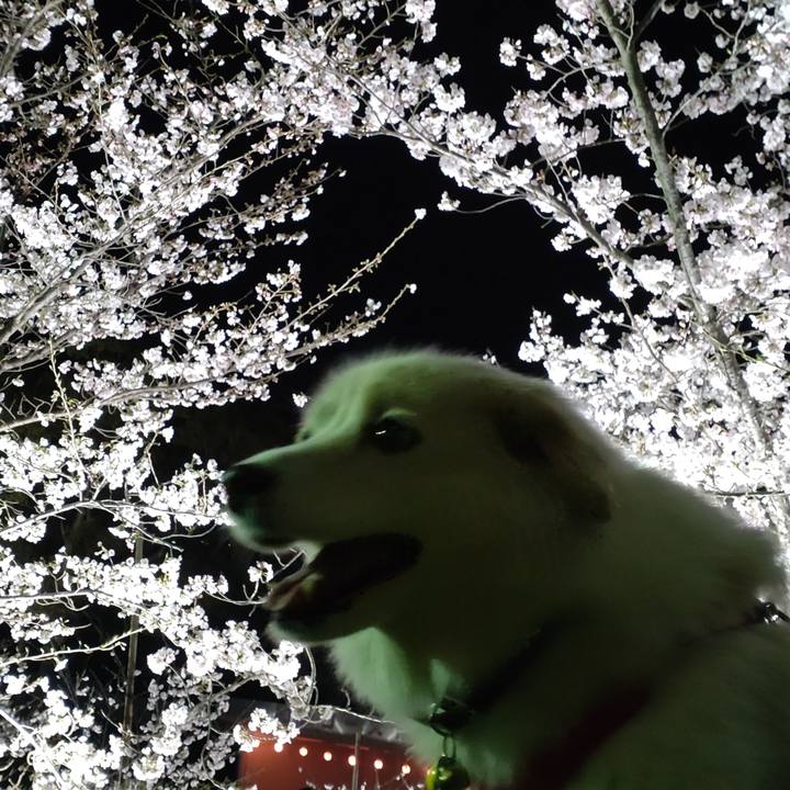 5b58310d bdc7 4e4b b74f 137dd501650b 1648642796646