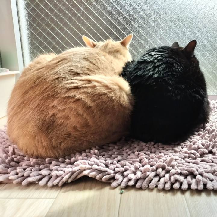 5b58868d d8aa 41f9 8355 7999ae94bc88 1647826396712