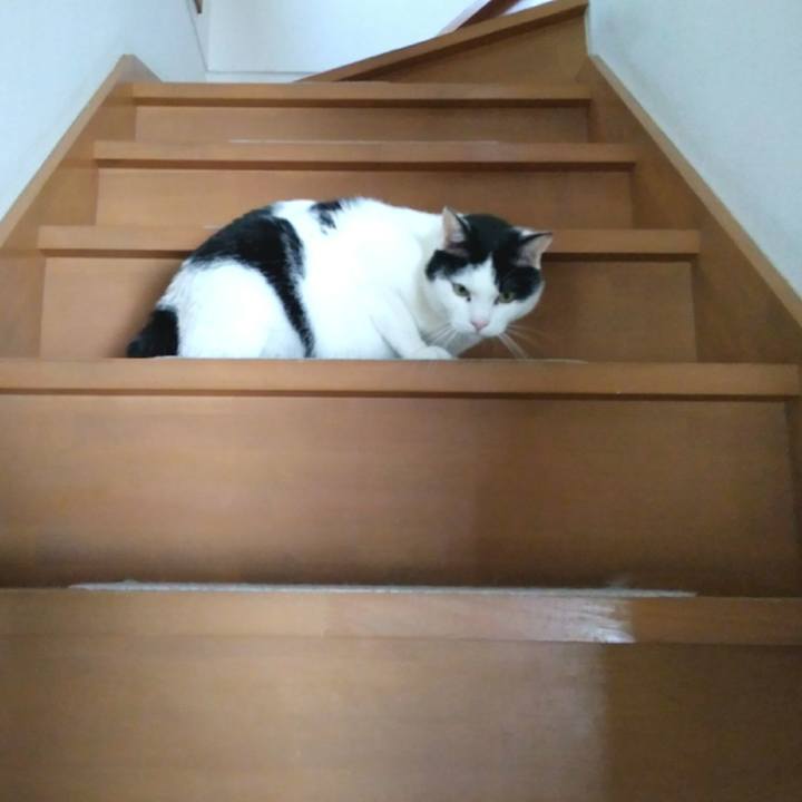 5b5a0b25 336a 4a5b 9a7c fc2210c447cd 1554030811269