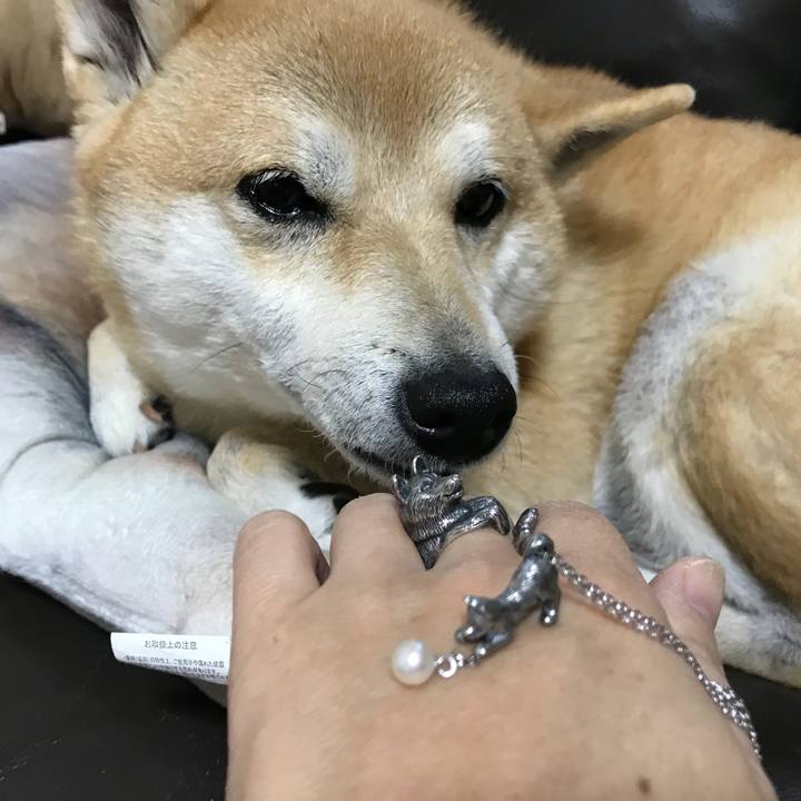 5b5b4329 fa3d 4d6a a07a c7315d6709a7 1513764231214