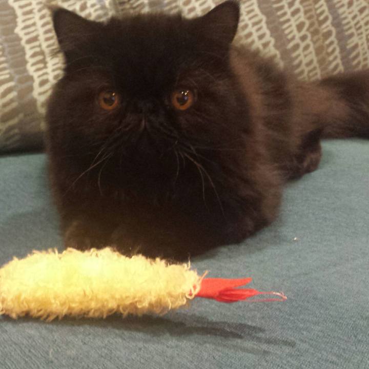 5b5cd981 a708 4bdf ad48 7ff38b9cffd0 1512652957075