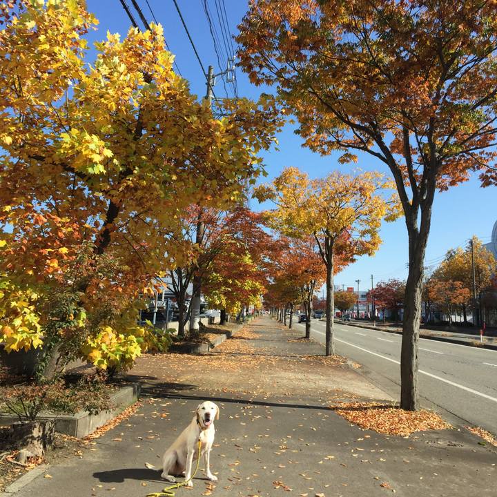 5b5e8c56 539c 4cdb a385 dd521cffdff6 1510028151880