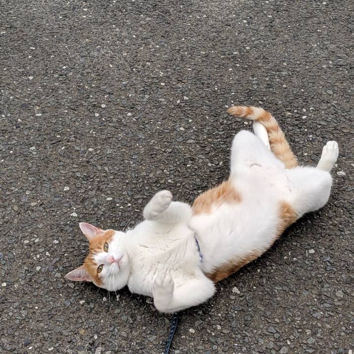 5b609740 7131 4519 aeb2 00eedaa8a835 1562500788098