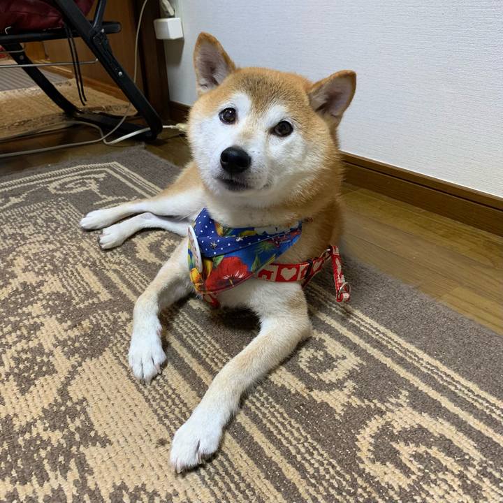 5b63db48 8a48 4cd6 9504 aed2a49903f9 1637412583505