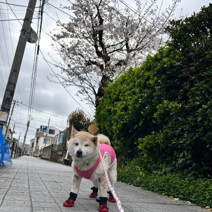 5b66751d b17a 4cf3 81c6 b1bf4c54e757 1743570538144